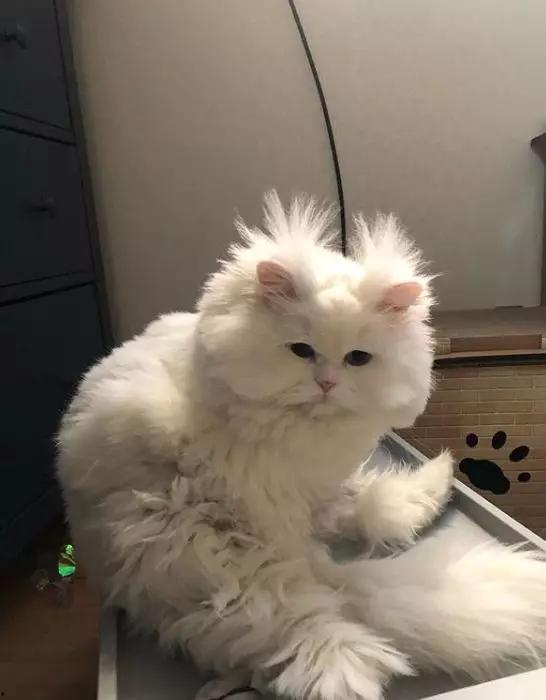 韩国网红猫,韩国萌宠的时尚之旅